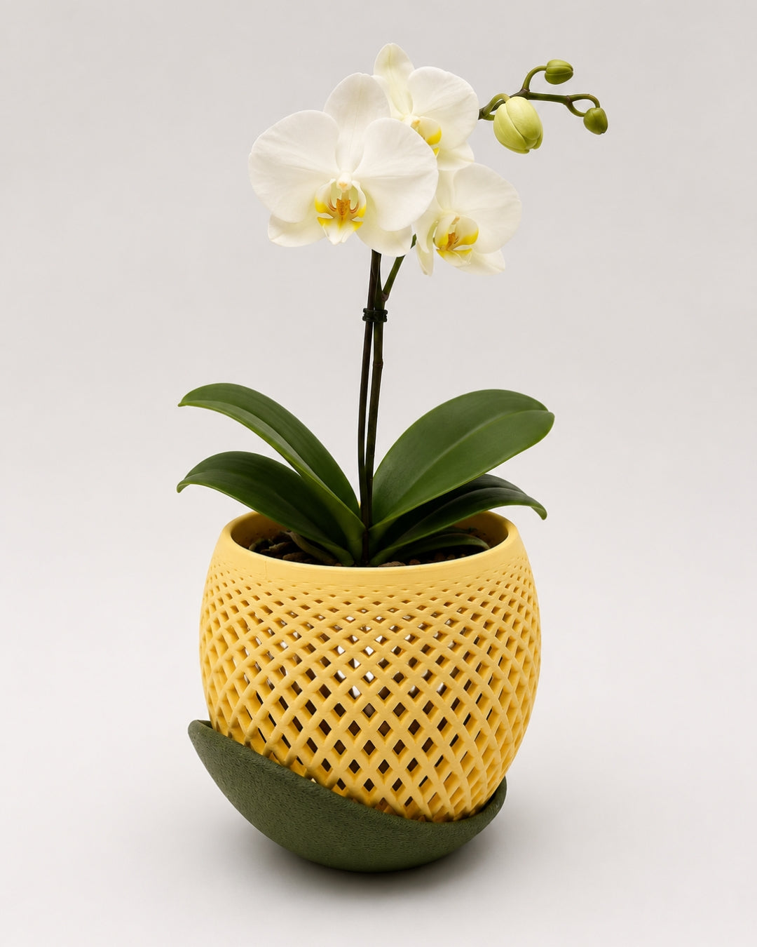 Vaso Polygon | Helio